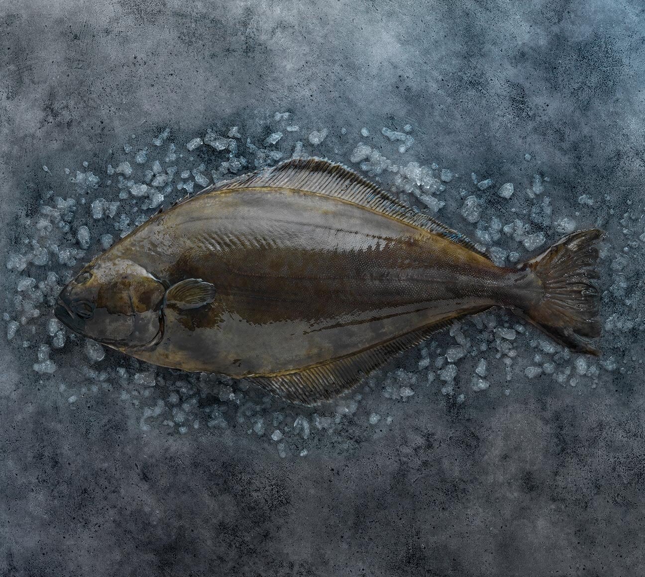 Halibut atlantický