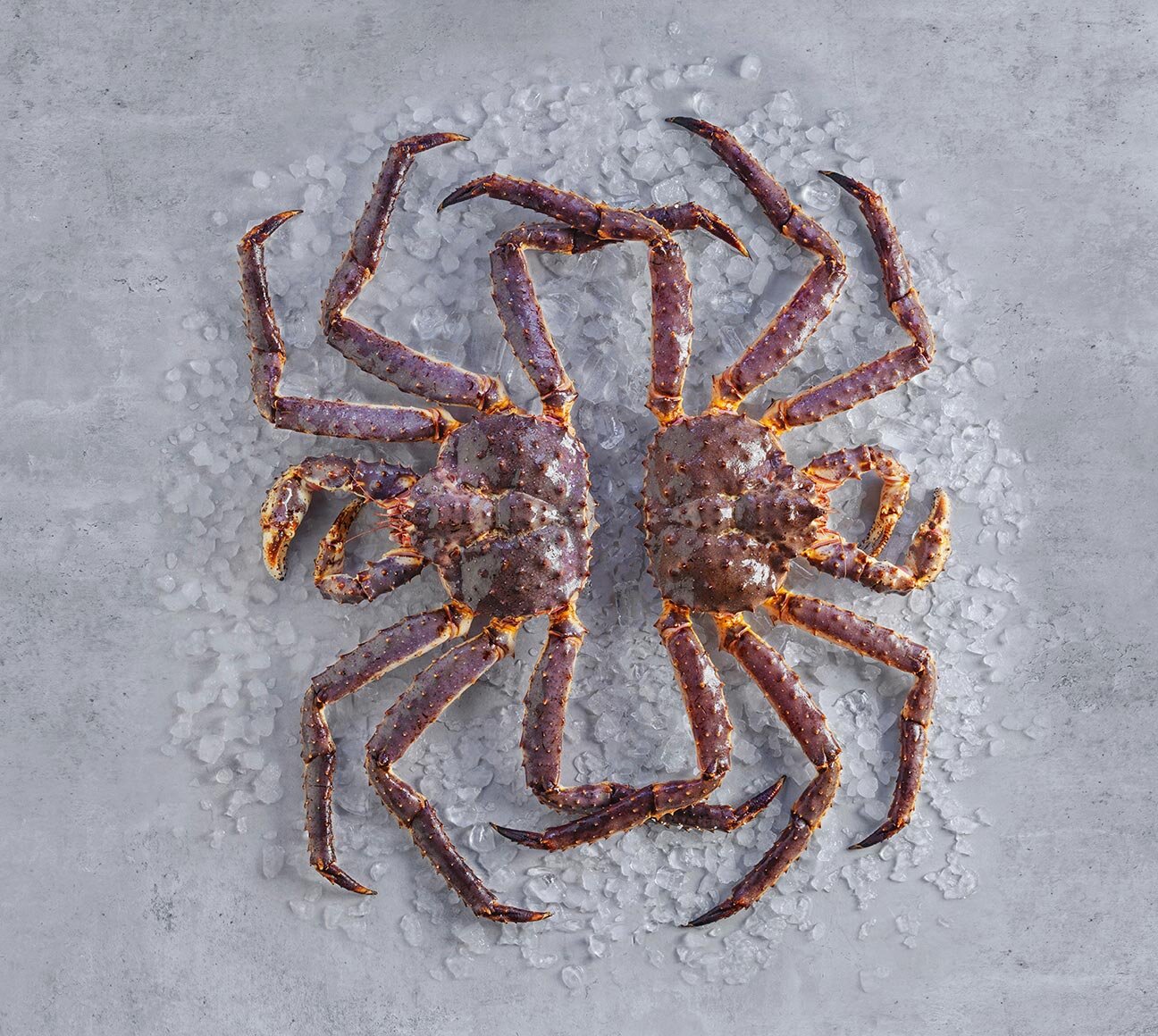 Krab královský