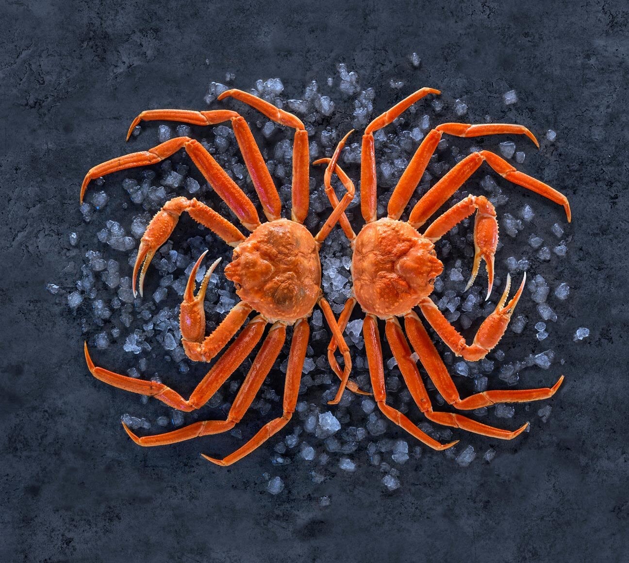 Krab sněžný